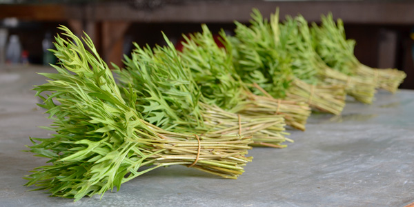 Grevillea-bundles-300 grevillea bundles